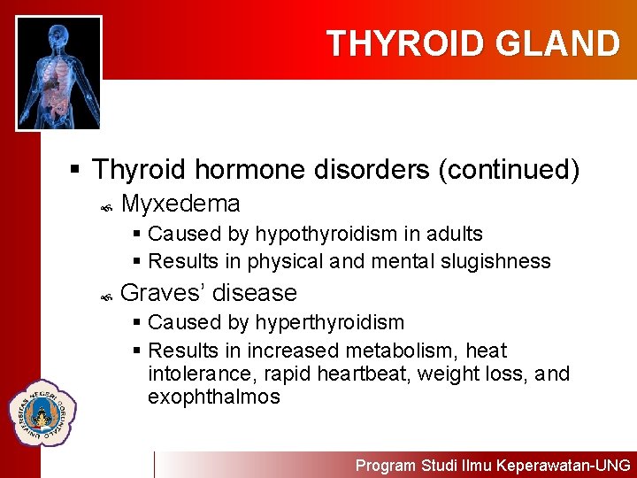 THYROID GLAND § Thyroid hormone disorders (continued) Myxedema § Caused by hypothyroidism in adults