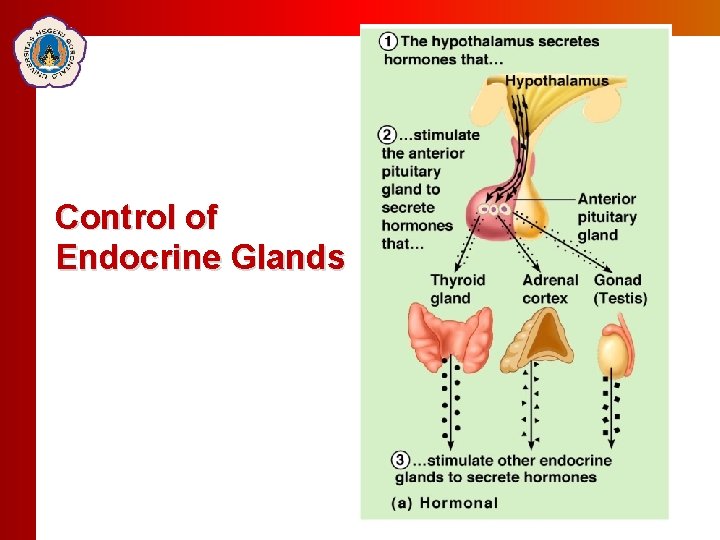 Click to edit Master Click totitle editstyle Master title style Control of Endocrine Glands