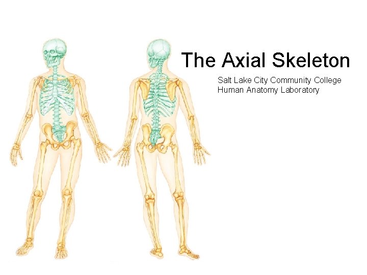 The Axial Skeleton Salt Lake City Community College Human Anatomy Laboratory 