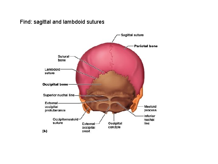 Find: sagittal and lambdoid sutures 