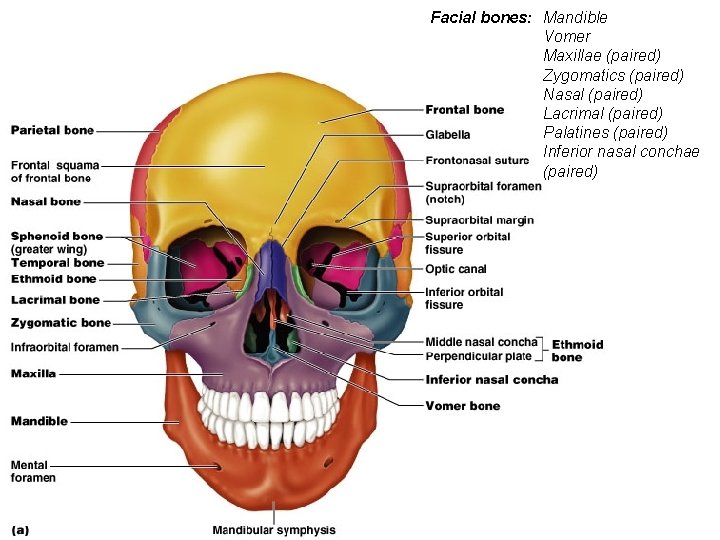 Facial bones: Mandible Vomer Maxillae (paired) Zygomatics (paired) Nasal (paired) Lacrimal (paired) Palatines (paired)