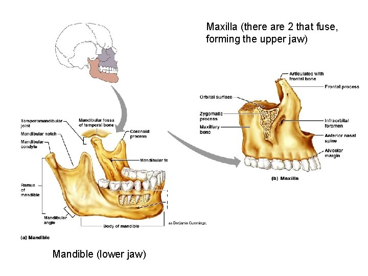 Maxilla (there are 2 that fuse, forming the upper jaw) Mandible (lower jaw) 