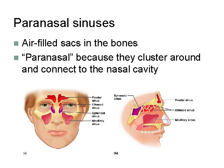 Paranasal sinuses Air-filled sacs in the bones n “Paranasal” because they cluster around and