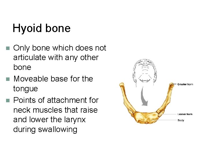 Hyoid bone n n n Only bone which does not articulate with any other