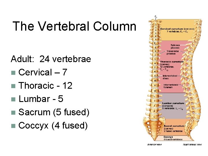 The Vertebral Column Adult: 24 vertebrae n Cervical – 7 n Thoracic - 12