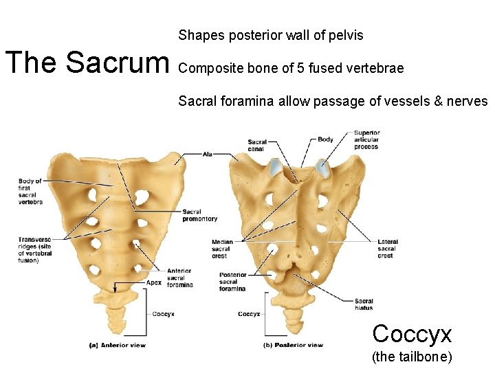 Shapes posterior wall of pelvis The Sacrum Composite bone of 5 fused vertebrae Sacral