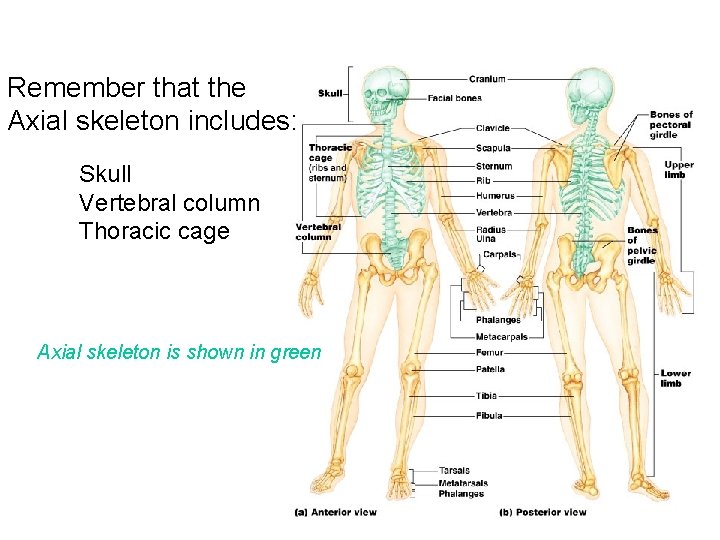 Remember that the Axial skeleton includes: Skull Vertebral column Thoracic cage Axial skeleton is