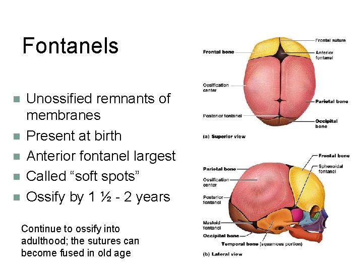 Fontanels n n n Unossified remnants of membranes Present at birth Anterior fontanel largest