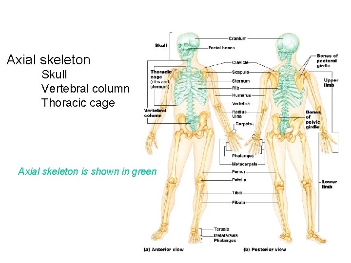 Axial skeleton Skull Vertebral column Thoracic cage Axial skeleton is shown in green 