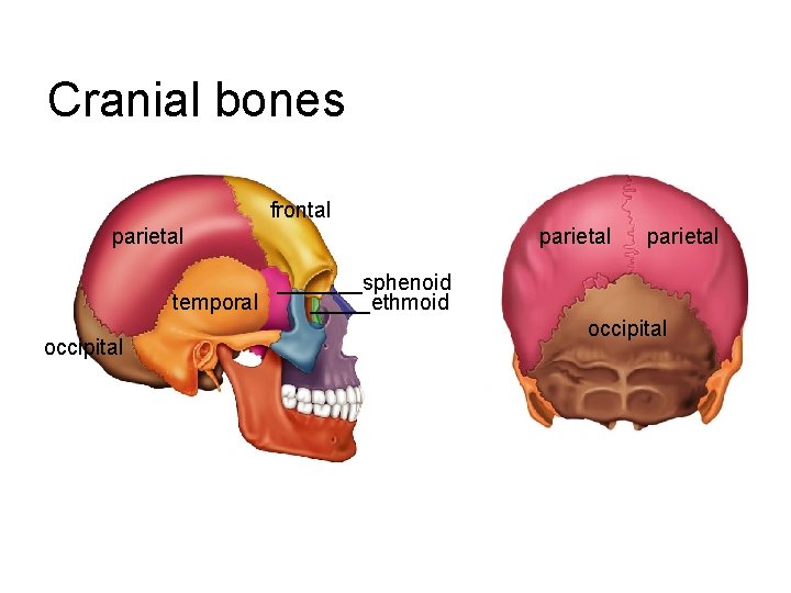 Cranial bones frontal parietal _______sphenoid temporal _____ethmoid occipital 