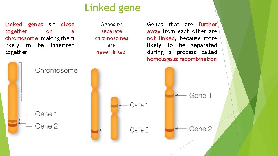 Linked genes sit close together on a chromosome, making them likely to be inherited