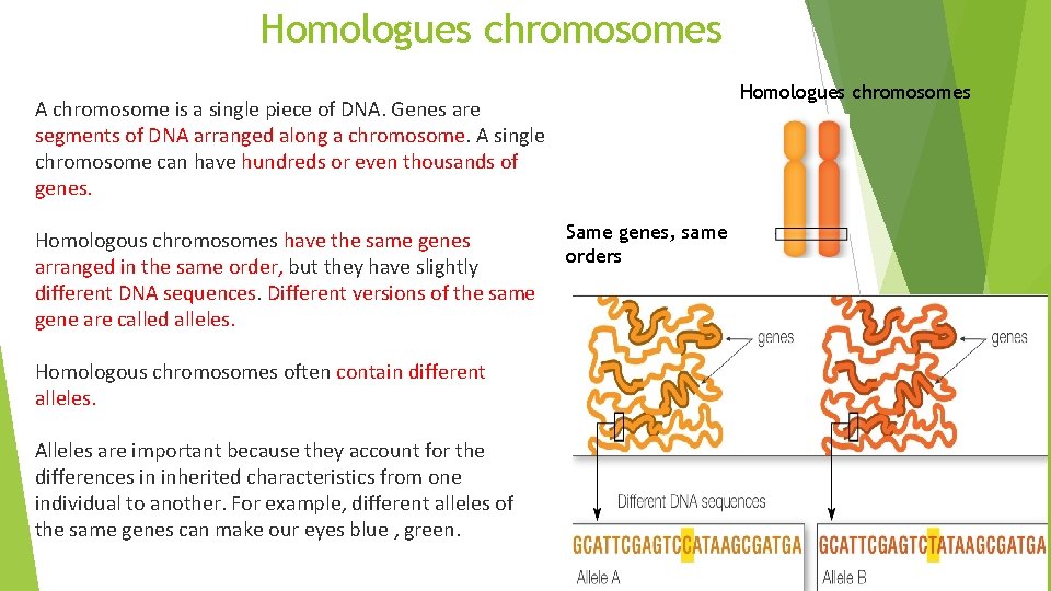 Homologues chromosomes A chromosome is a single piece of DNA. Genes are segments of