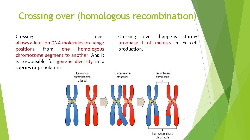 Crossing over (homologous recombination) Crossing over allows alleles on DNA molecules to change positions