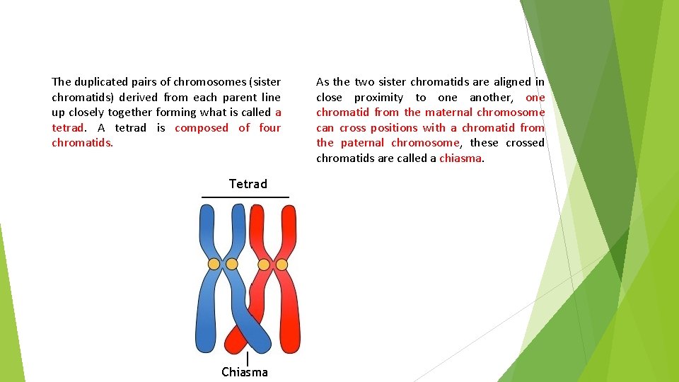 The duplicated pairs of chromosomes (sister chromatids) derived from each parent line up closely