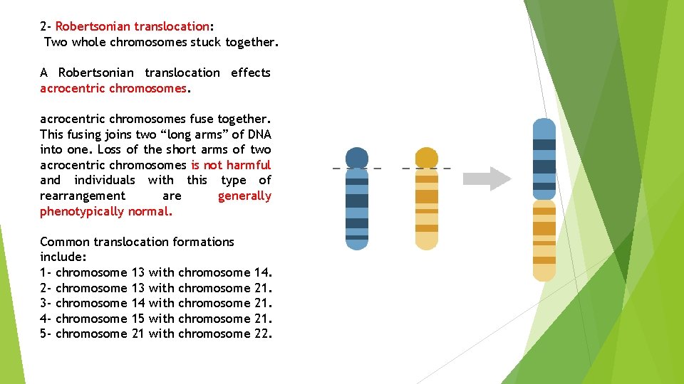 2 - Robertsonian translocation: Two whole chromosomes stuck together. A Robertsonian translocation effects acrocentric