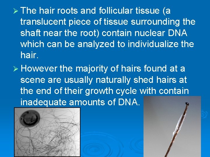 Ø The hair roots and follicular tissue (a translucent piece of tissue surrounding the