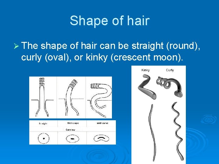 Shape of hair Ø The shape of hair can be straight (round), curly (oval),