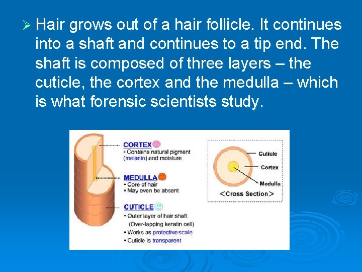 Ø Hair grows out of a hair follicle. It continues into a shaft and