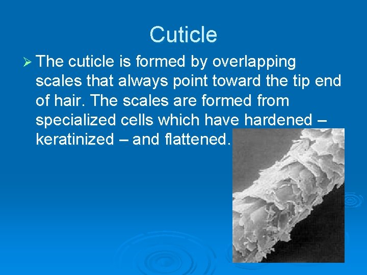 Cuticle Ø The cuticle is formed by overlapping scales that always point toward the