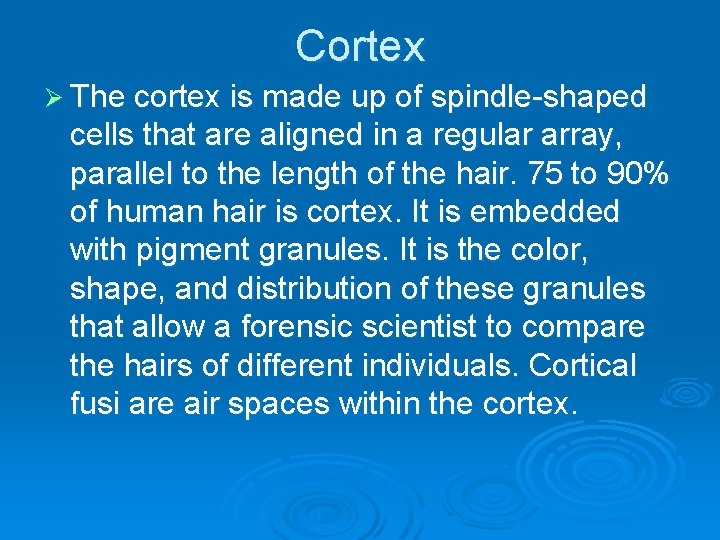 Cortex Ø The cortex is made up of spindle-shaped cells that are aligned in