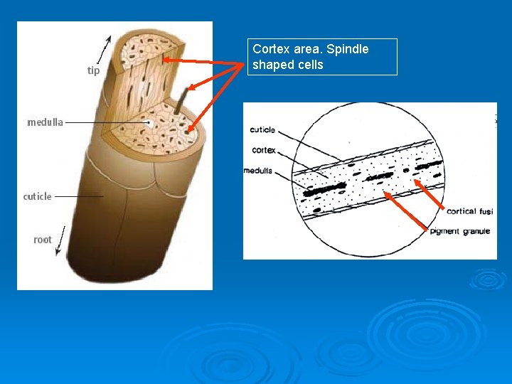 Cortex area. Spindle shaped cells 