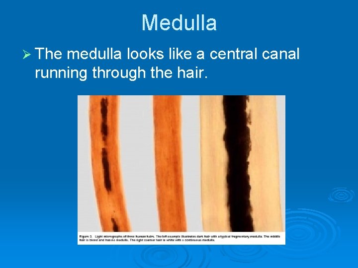 Medulla Ø The medulla looks like a central canal running through the hair. 