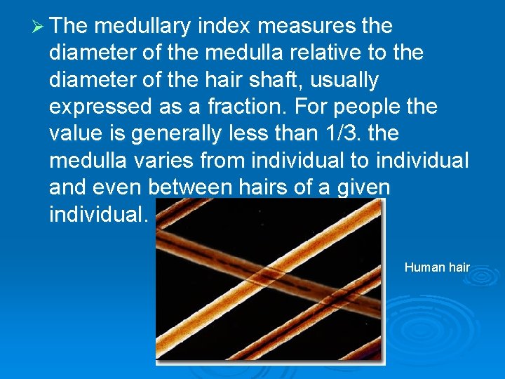 Ø The medullary index measures the diameter of the medulla relative to the diameter