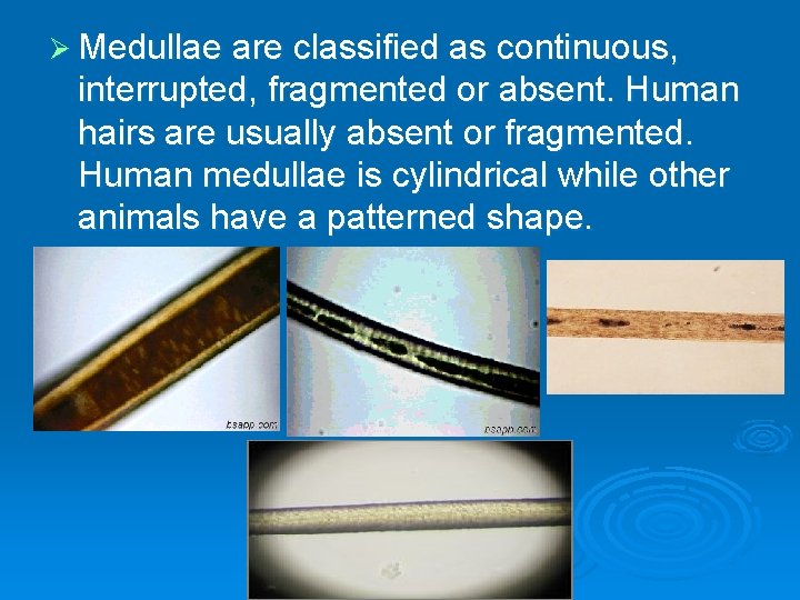 Ø Medullae are classified as continuous, interrupted, fragmented or absent. Human hairs are usually