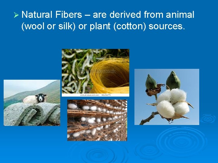 Ø Natural Fibers – are derived from animal (wool or silk) or plant (cotton)