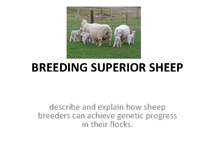 BREEDING SUPERIOR SHEEP describe and explain how sheep breeders can achieve genetic progress in