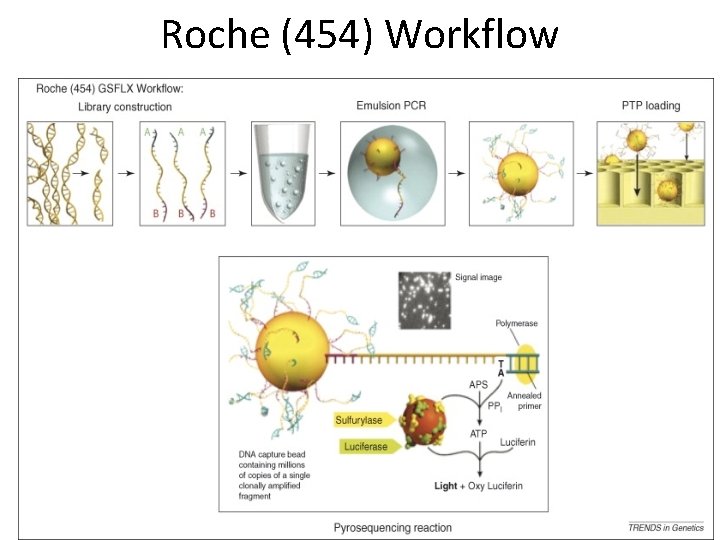 Introduction to Next Generation Sequencing Strategies For Interrogating