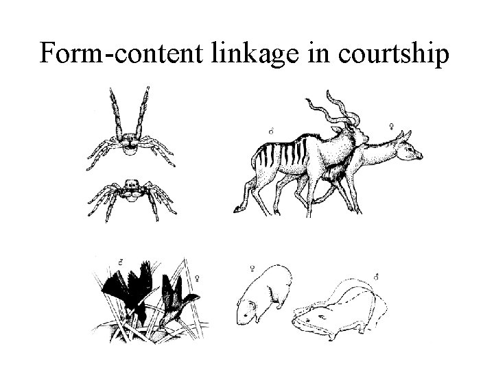Form-content linkage in courtship Form-content linkage in courtship