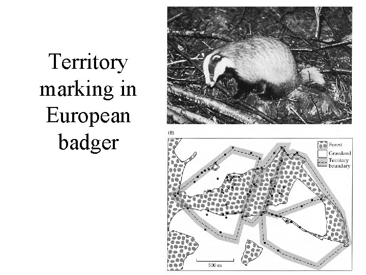 Territory marking in European badger Territory marking in European badger