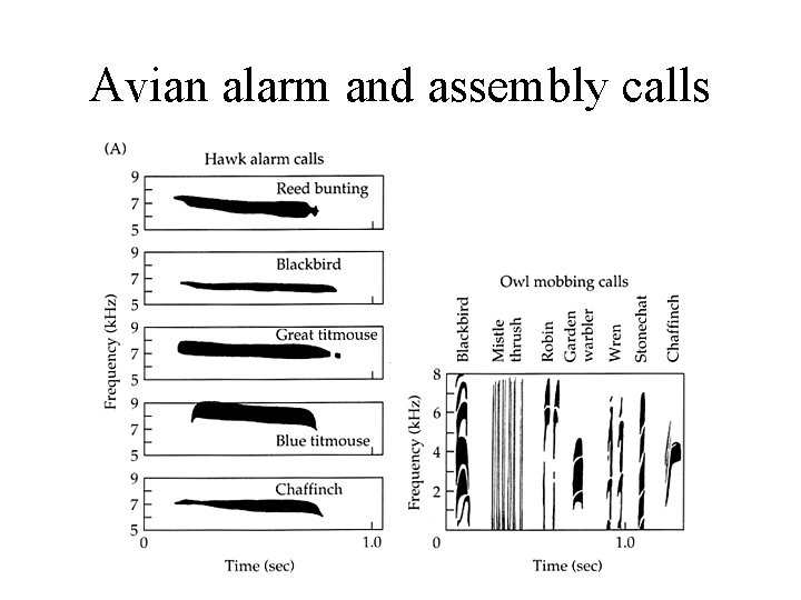 Avian alarm and assembly calls Avian alarm and assembly calls