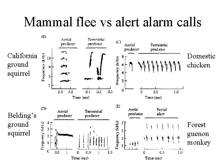 Mammal flee vs alert alarm calls California ground squirrel Belding’s ground squirrel Domestic chicken Mammal flee vs alert alarm calls California ground squirrel Belding’s ground squirrel Domestic chicken