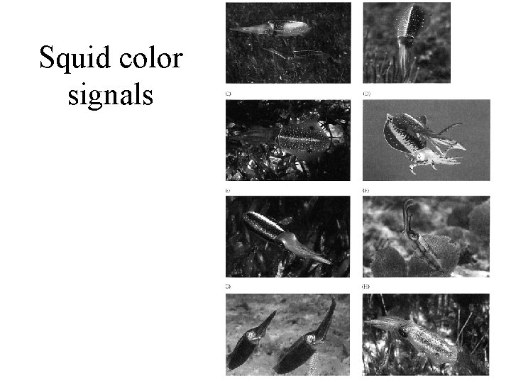 Squid color signals Squid color signals