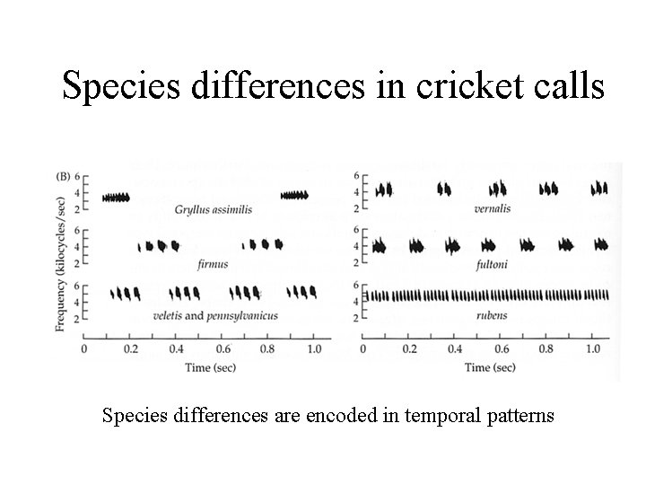 Species differences in cricket calls Species differences are encoded in temporal patterns Species differences in cricket calls Species differences are encoded in temporal patterns