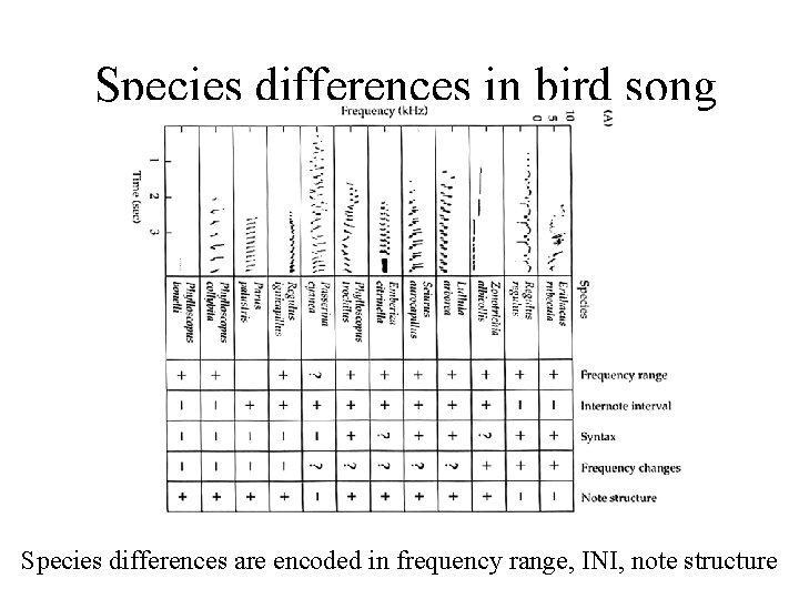 Species differences in bird song Species differences are encoded in frequency range, INI, note Species differences in bird song Species differences are encoded in frequency range, INI, note