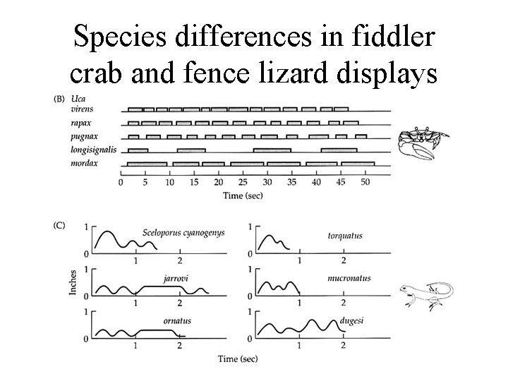 Species differences in fiddler crab and fence lizard displays Species differences in fiddler crab and fence lizard displays