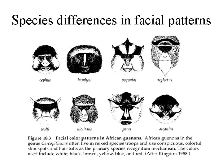 Species differences in facial patterns Species differences in facial patterns