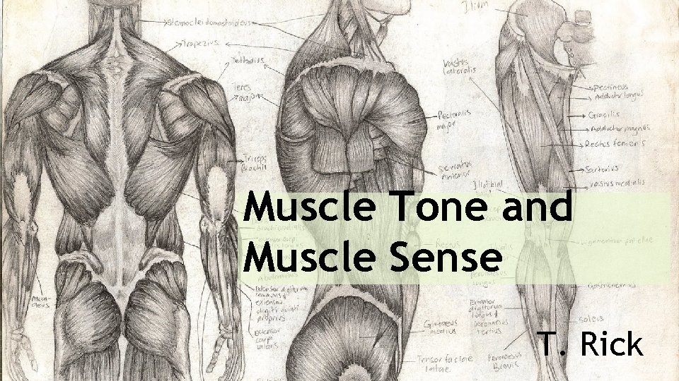 Muscle Tone and Muscle Sense T. Rick 