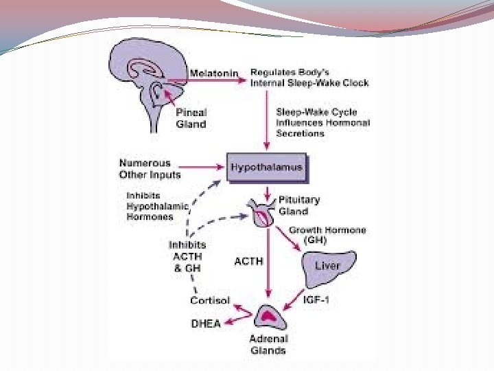 Melatonin and Sleep The Pineal Gland A tiny