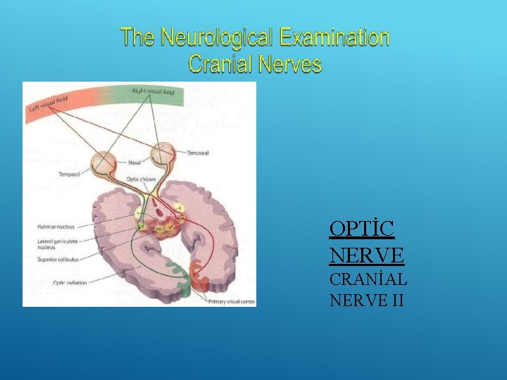 OPTİC NERVE CRANİAL NERVE II 