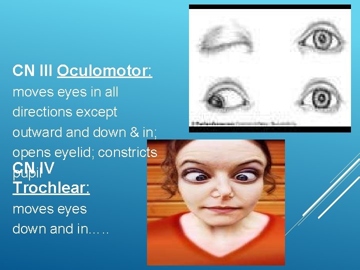 CN III Oculomotor: moves eyes in all directions except outward and down & in;