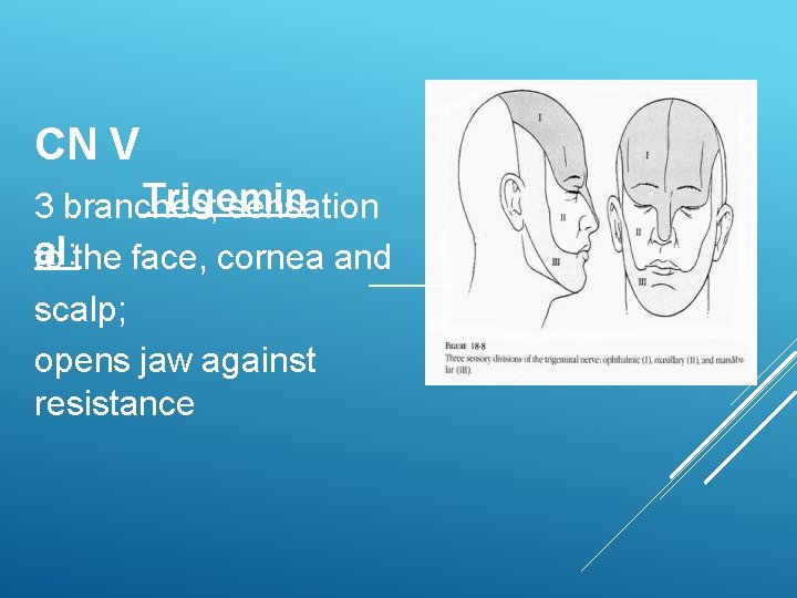 CN V Trigemin 3 branches; sensation al: the face, cornea and to scalp; opens