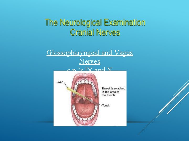 Glossopharyngeal and Vagus Nerves c. n. ’s IX and X 