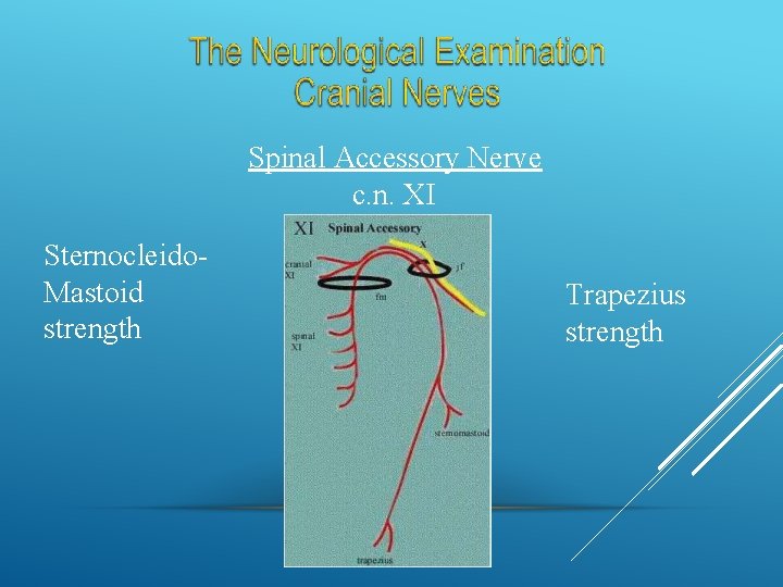 Spinal Accessory Nerve c. n. XI Sternocleido. Mastoid strength Trapezius strength 