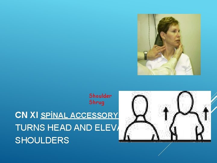 Shoulder Shrug CN XI SPİNAL ACCESSORY: TURNS HEAD AND ELEVATES SHOULDERS 