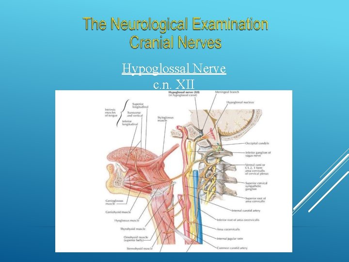Hypoglossal Nerve c. n. XII 