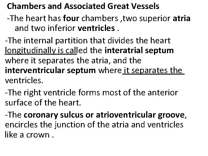 Chambers and Associated Great Vessels -The heart has four chambers , two superior atria